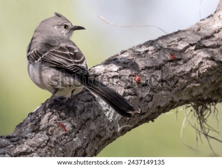 Mockingbird poised on tree branch