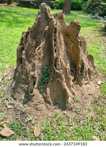 Stunning close-up of Termite mound or house in natural location of grass land with details ultrahd hi-res jpg stock image photo picture selective focus vertical background top or aerial ankle view 
