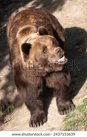 A formidable brown bear with a keen gaze and a happy smile, open mouth presents a captivating display of wildlife vigor, hinting at a narrative of survival, animal welfare. High quality photo Royalty-Free Stock Photo #2437153639