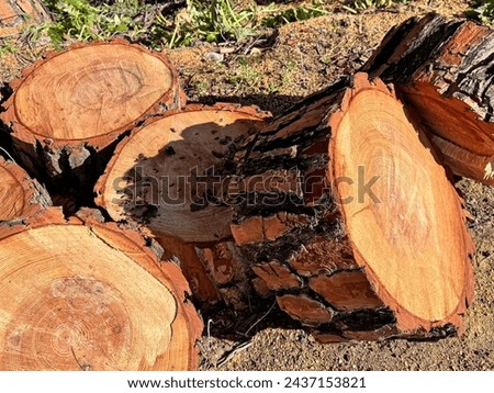 A coniferous tree sawn into bars is on the ground. Close-up of a sawn tree. Royalty-Free Stock Photo #2437153821