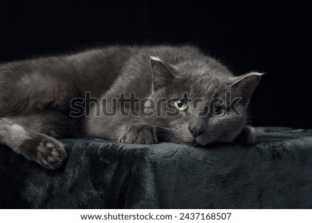 A grey cat with piercing yellow eyes reclines on a dark surface, blending into the shadowy studio setting. This captivating image highlights the cat's contemplative gaze and sleek fur texture Royalty-Free Stock Photo #2437168507