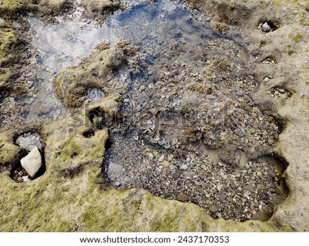 Peacock's tail (Padina pavonica), is a small brown alga in the coast of Yumurtalik in Mediterranean Sea region. This organism inhabits pools in the littoral zone typically with clayey, silty or sandy  Royalty-Free Stock Photo #2437170353
