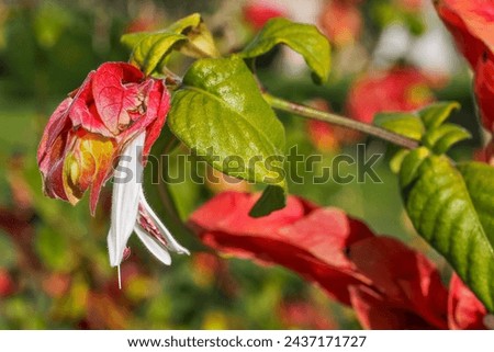 Mexican shrimp plant, long colorful bracts which look somewhat like shrimps and green leaves, close up. Justicia brandegeeana or False Hop is evergreen shrub, flowering plant of the family Acanthaceae Royalty-Free Stock Photo #2437171727