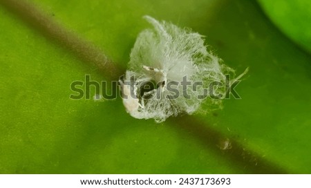 Planthoppers belong to the Hemiptera order along with aphids, stinkbugs, leafhoppers and cicadas. They feed on plants but unlike leafhoppers are not usually destructive pests. Royalty-Free Stock Photo #2437173693