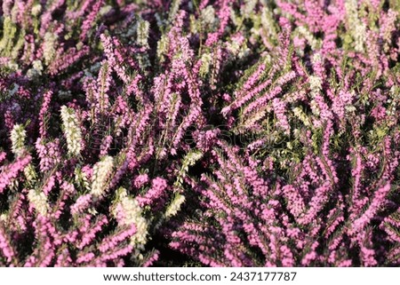 Beautiful winter heather in sunny March