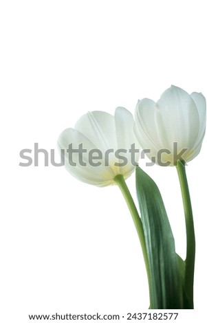  white tulips  non-standard bottom view. Isolate on white. Royalty-Free Stock Photo #2437182577