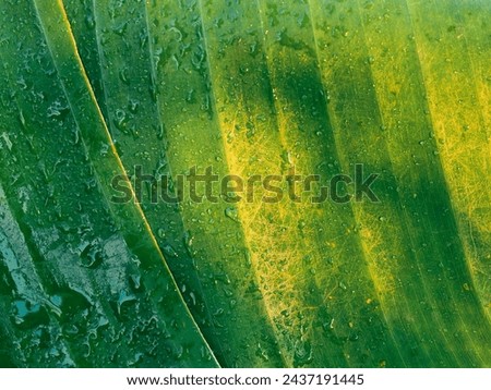 Green banana leaves with water drops, close-up for a rainy season nature background.   