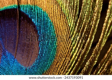 PEACOCK FEATHER - EXUBERANT PLUMAGE, WITH INYTENSE, MULTICOLORED COLORS 