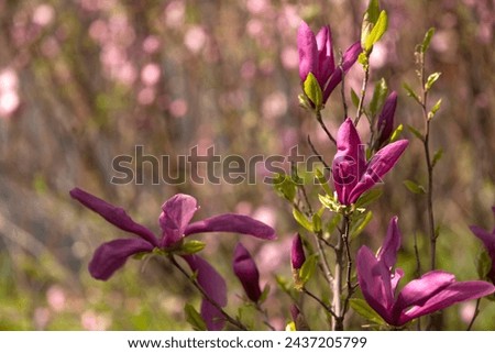 Branches of pink magnolia flowers on a blurred background