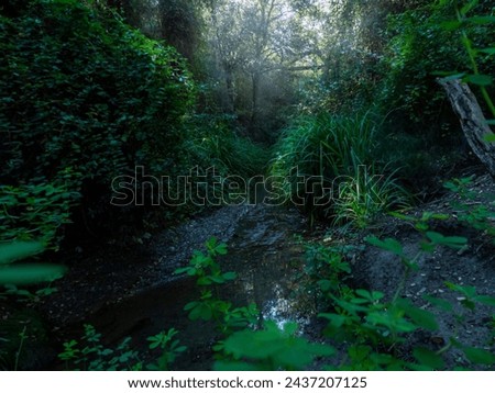 Green forest with river and fog  Royalty-Free Stock Photo #2437207125