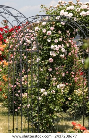 a variety of rose bushes with different colors in pink and red, partly climbing up rose arches