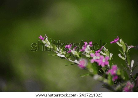 Lythraceae, is a family of flowering plants, including 32 genera with about 620 species of herbs, shrubs and trees

