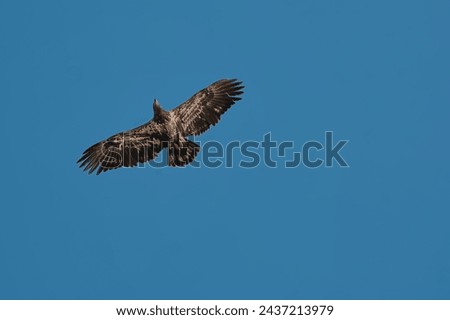 An immature bald eagle flying overhead