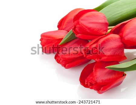 Fresh red tulips bouquet isolated on white background with copy space