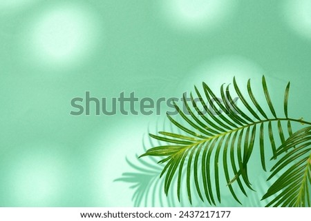 Tropical leaves palm tree on a mint background