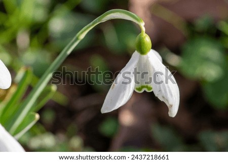 close up of White bell shaped flowers of Snowdrop Galanthus nivalis
