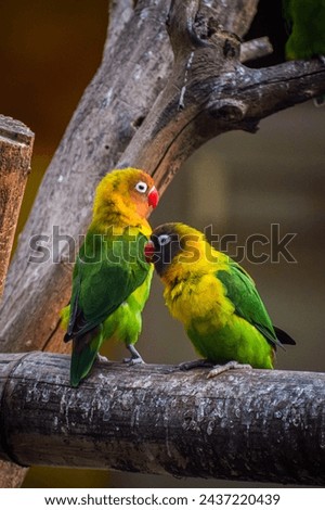 Yellow collared love birds perching together. Romantic bird background, Symbol of love.