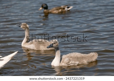 grey chicks of the white sibilant swan with grey down, young small swans with adult swans parents Royalty-Free Stock Photo #2437221319