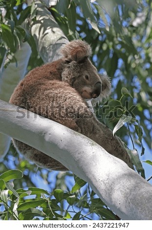 Koala (Phascolarctos cinereus) adult sitting on branch

North Stradbroke Island, Queensland, Australia                 March Royalty-Free Stock Photo #2437221947
