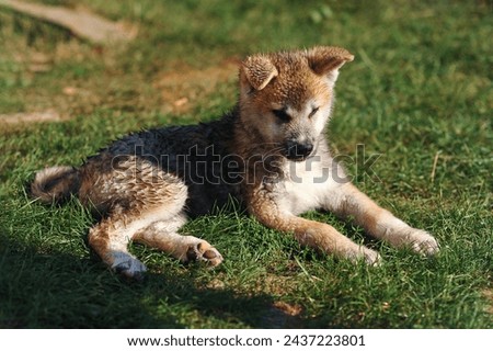 Horizontal photo of adorable wet akita inu puppy lying on the grass outdoor in summer. Fluffy akita inu dog. Happy dog
