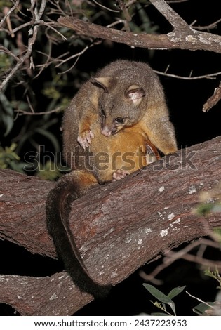 Common Brush-tailed Possum (Trichosurus vulpecula vulpecula) adult sitting in tree grooming

south-east queensland, Australia                  March