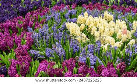 Round flower bed ideas. Hyacinths in the garden close-up top view. Multicolored hyacinths for flowerbed in spring garden. Flower bed design with concentric circles.Planting a circular flower beds.