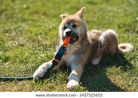 Horizontal photo of adorable wet akita inu puppy lying on the grass and playing with hose outdoor in summer. Fluffy akita inu dog. Happy dog