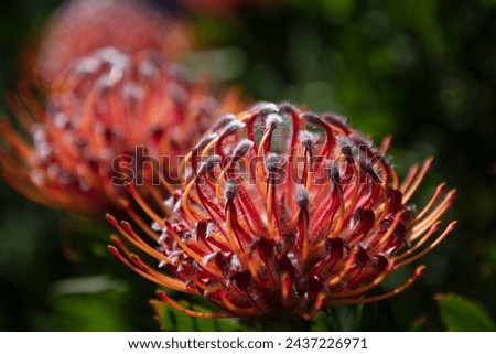 Leucospermum erubescens Oranjevlam Orange Flame flowers in bloom. The Tropical blossom pattern, close up tropical flowers background. Tropical floral pattern. Exotic leaves and flowers seamless