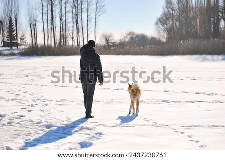 Horizontal photo of red akita inu dog and his owner walking on nature at winter. Rear view 