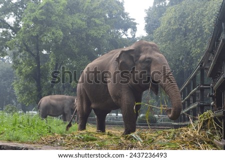 two elephants eating in captivity at the zoo
