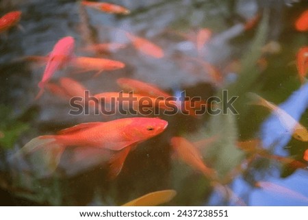 Photo of a beautiful red koi fish in a pond