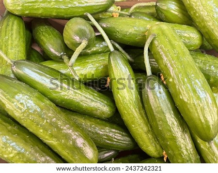 Macro photo vegetable green fresh cucumbers. Stock photo organic cucumber background Royalty-Free Stock Photo #2437242321