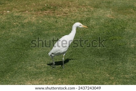 The western cattle egret, (Bubulcus ibis) is a species of heron (family Ardeidae) found in the tropics. Fauna of the Sinai Peninsula. Royalty-Free Stock Photo #2437243049