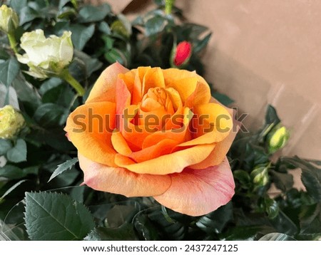 Macro photo pink roses. Stock photo beautiful rose bouquet background