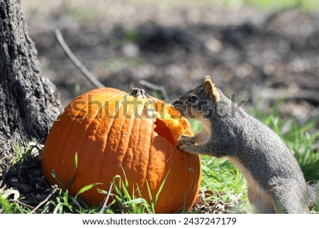 A squirrel eats a pumpkin under a tree on green grass. Spring or autumn photography. The squirrel gnawed a hole in the pumpkin.