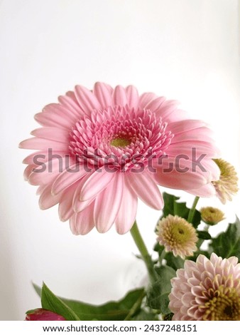 One pink gerbera flower and couple of light pink chrysanthemums on the white background.