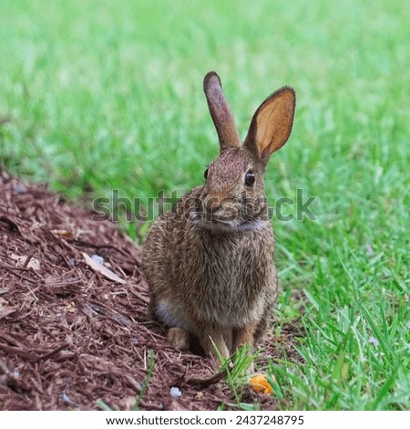 "In the tranquility of nature, a rabbit sits alert, ears perked, scanning its surroundings for sustenance, blending seamlessly into the peaceful landscape." Royalty-Free Stock Photo #2437248795