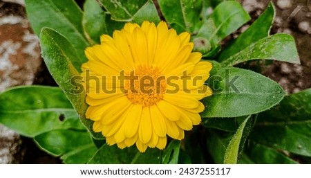 Beautiful flower high quality image