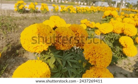 Gende Ka Phool Stock Photos and Pictures