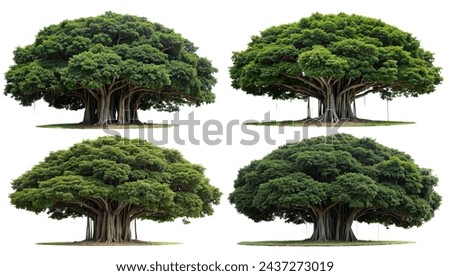 set banyan trees with different models and white background Royalty-Free Stock Photo #2437273019