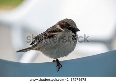 Closeup of a sparrow in an urban context perched on a chair with only one leg