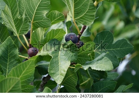 Ficus carica with fruits grows in August. The fig is the edible fruit of Ficus carica, a species of small tree in the flowering plant family Moraceae. Rhodes Island, Greece Royalty-Free Stock Photo #2437280081