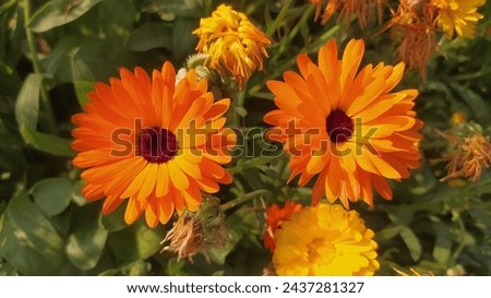A bunch of chrysanthemum flowers are orange flowers
