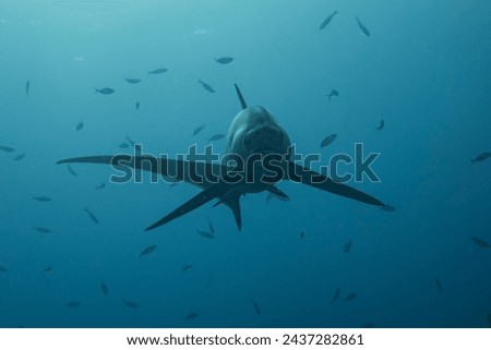 Thresher Shark swimming in the Sea of the Philippines
 Royalty-Free Stock Photo #2437282861