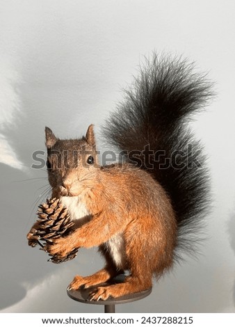A Grey squirrel is clutching a pine cone with its paws, showcasing its unique whiskers and bushy tail, typical characteristics of terrestrial rodents Royalty-Free Stock Photo #2437288215