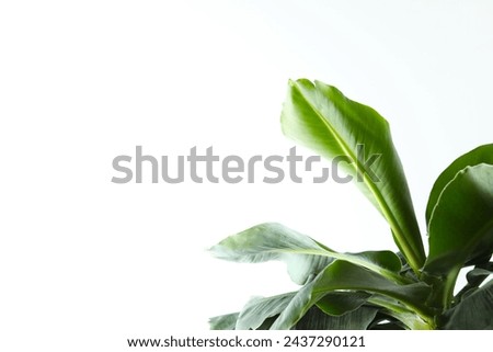 Banana tree in sunlight on a white background. Tropical plant foliage with visible texture. Symbol for no pollution. Close up, copy space