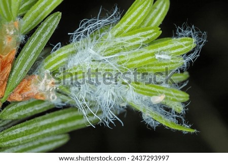 Balsam twig aphid (Mindarus abietinus) feeding on cause damage twisted and curled needles on silver fir (Abies alba) and other conifers.