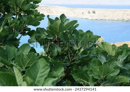 Ficus carica with fruits grows in August. The fig is the edible fruit of Ficus carica, a species of small tree in the flowering plant family Moraceae. Rhodes Island, Greece Royalty-Free Stock Photo #2437294141