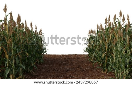 Great millet field isolated, grains field clipping path, milo field crop
