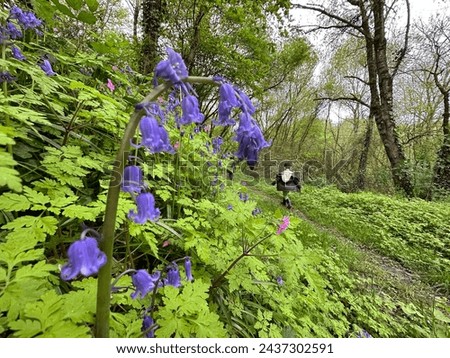 Spring time in the woods with bluebells covering the ground. High quality photo